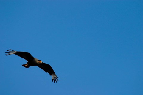 Southern crested caracara