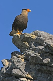 Adult southern crested caracara