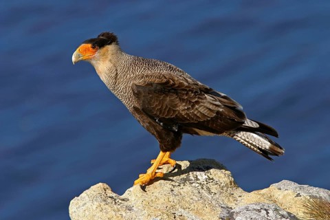 Southern crested caracara