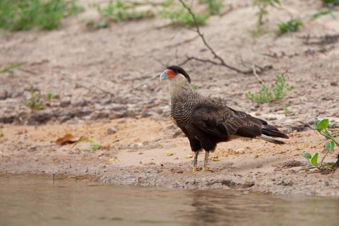 Southern Crested southern crested caracara