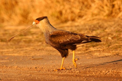 Southern Crested Caracara