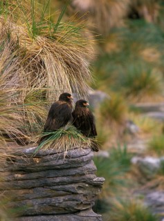 Striped caracara