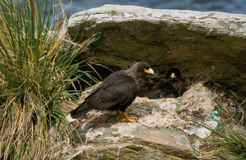 Striped striated caracara