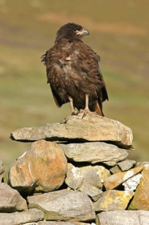 Falkland's Caracara