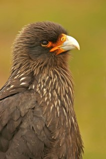 Falkland's Caracara