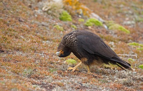 Striped striated caracara