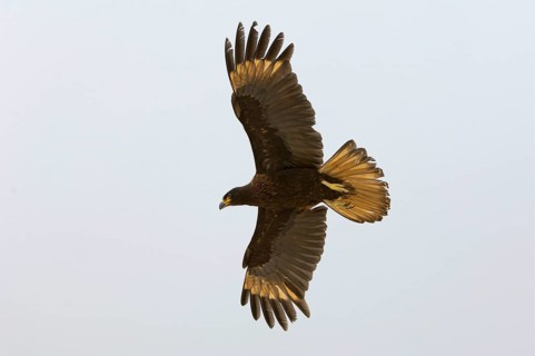 Falkland's Caracara