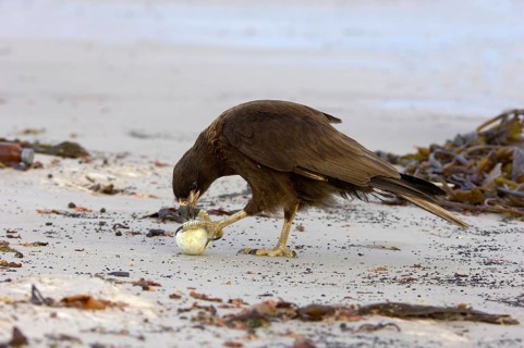 Falkland's Caracara
