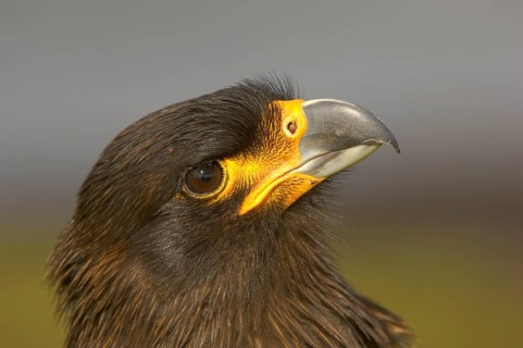 Striped striated caracara