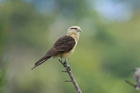 Yellow-headed caracara