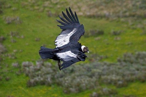 Andean condor
