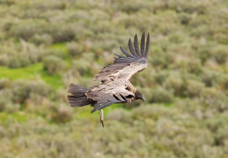 Andean Condor