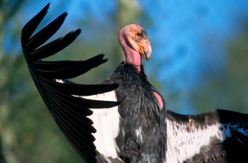 California condor