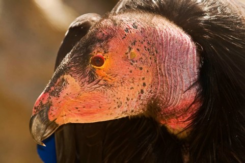 California Condor