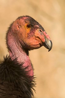 California Condor