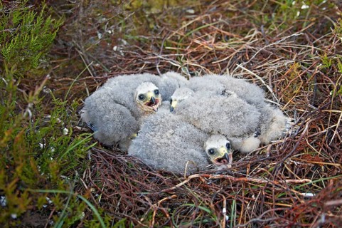 Hen harrier