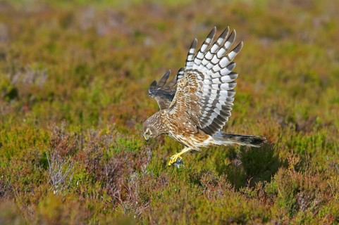 Hen harrier