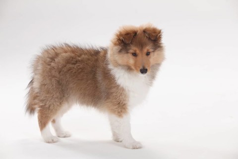 Sheltie