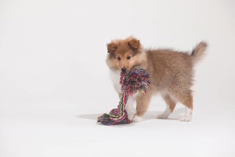 Sheltie