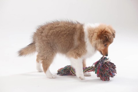 Sheltie