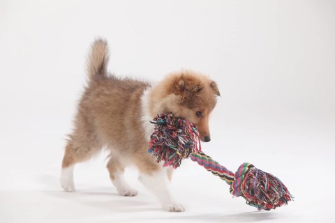 Sheltie