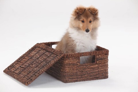 Sheltie