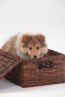 Sheltie