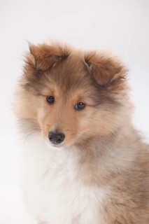 Sheltie
