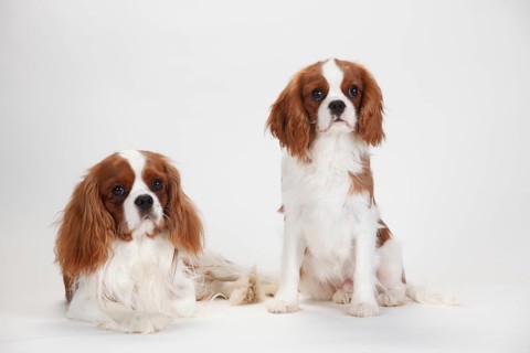 Cavalier King Charles Spaniel