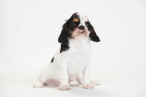King Charles Spaniel