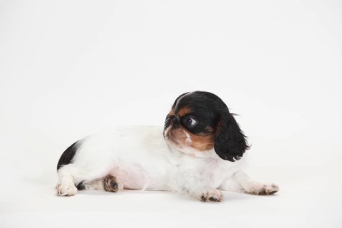 King Charles Spaniel
