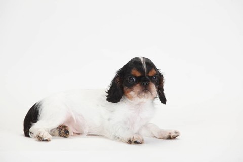 King Charles Spaniel