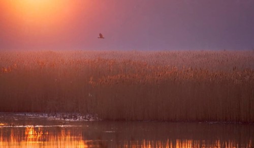 Western marsh-harrier