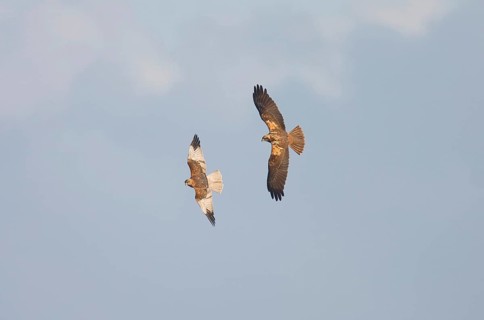 Marsh Harrier
