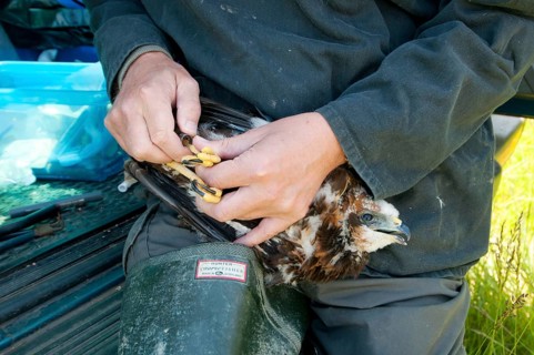 Western Marsh Harrier