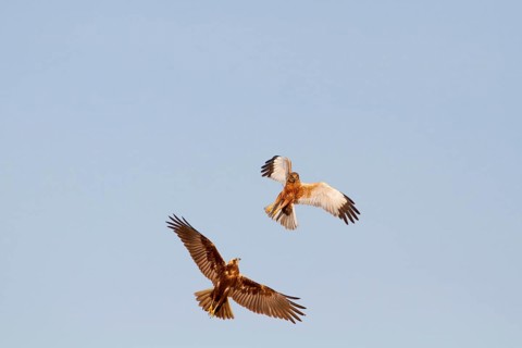 Western Marsh Harrier