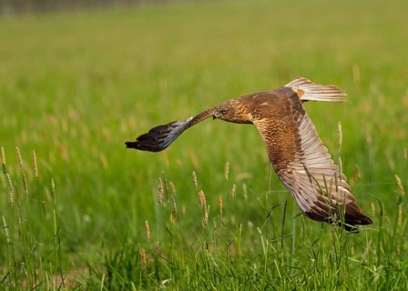 Western Marsh Harrier