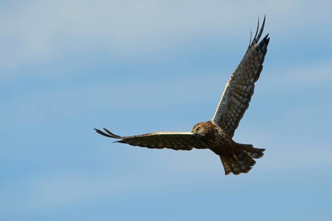 Marsh Harrier