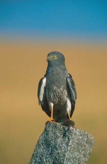 Montagu's Harrier