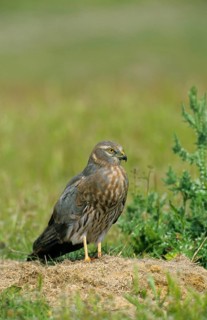 Montagu's Harrier