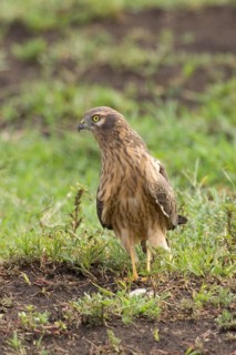 Montagu's Harrier