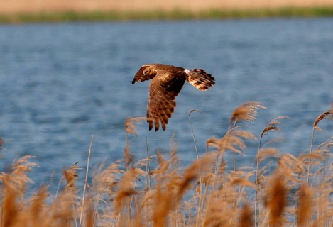 Montagu's Harrier