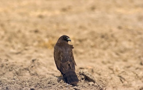 Montagu's Harrier