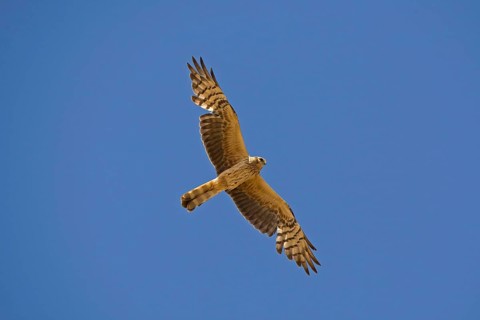 Montagu's Harrier
