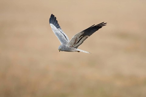 Montagu's Harrier