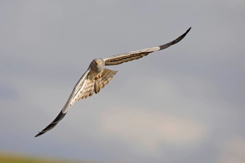 Montagu's Harrier