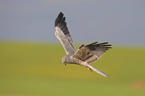 Montagu's Harrier