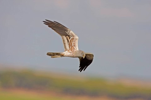 Montagu's Harrier