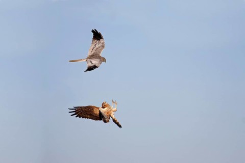 Montagu's Harrier