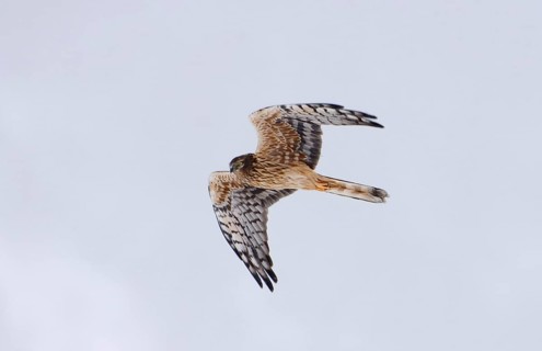 Montagu's Harrier